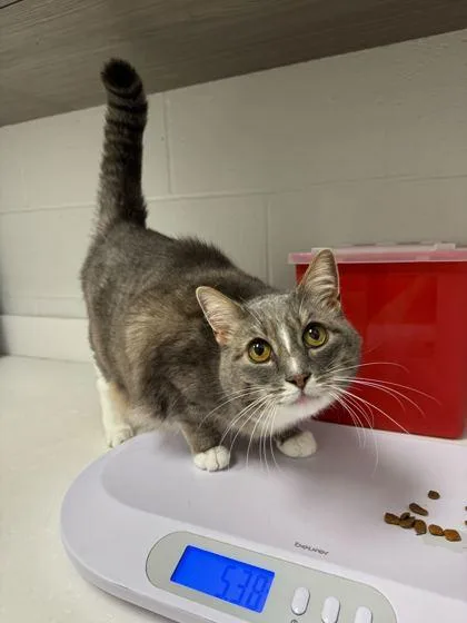 An adult large-sized female Gray / Blue / Silver Domestic Short Hair cat named Miss Molly Mae for adoption in Kansas City, MO