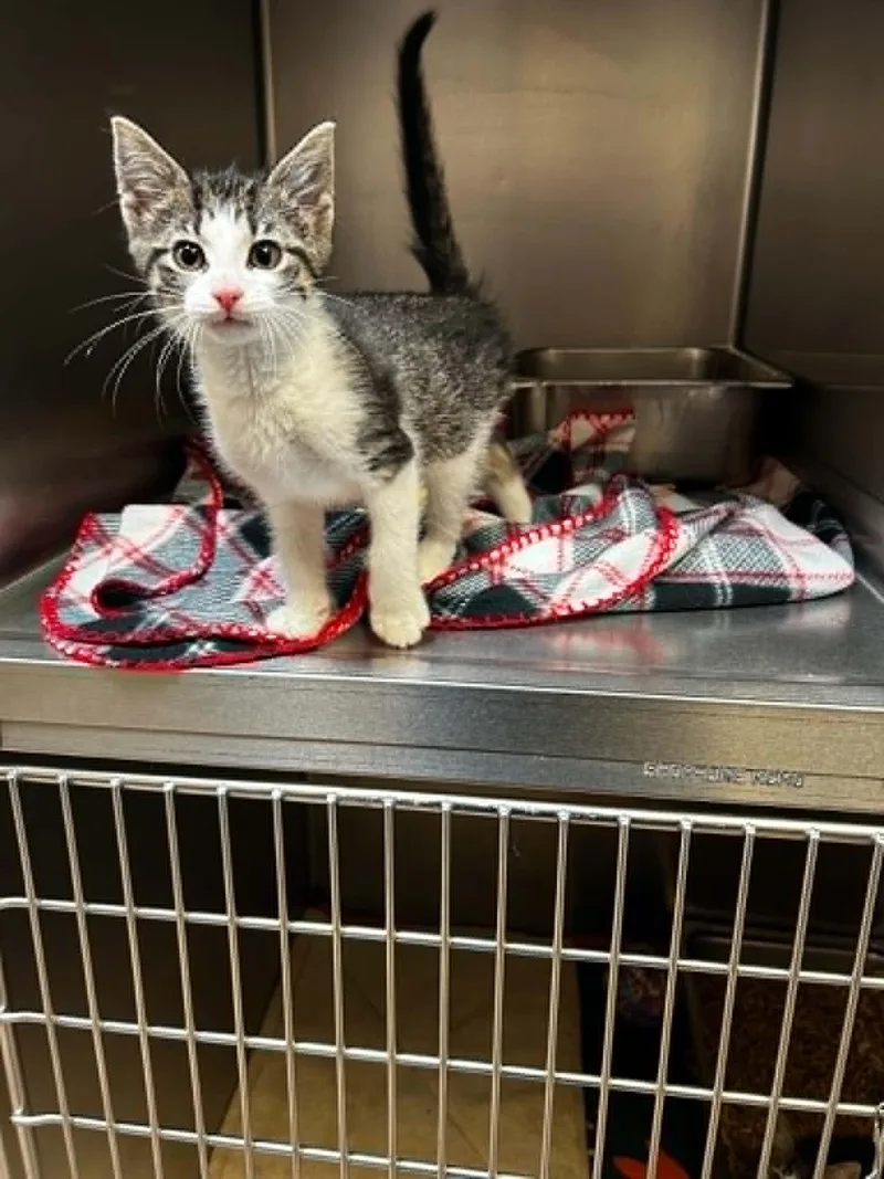 A baby medium-sized male Tabby (Tiger Striped) Domestic Short Hair cat named Mantis for adoption in Chambersburg, PA