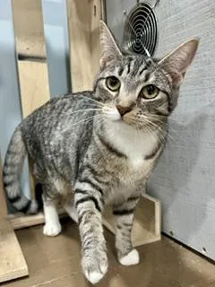 A young medium-sized female Tabby (Brown / Chocolate) Domestic Short Hair cat named Agnatha and Frida for adoption in Fairfax, VA