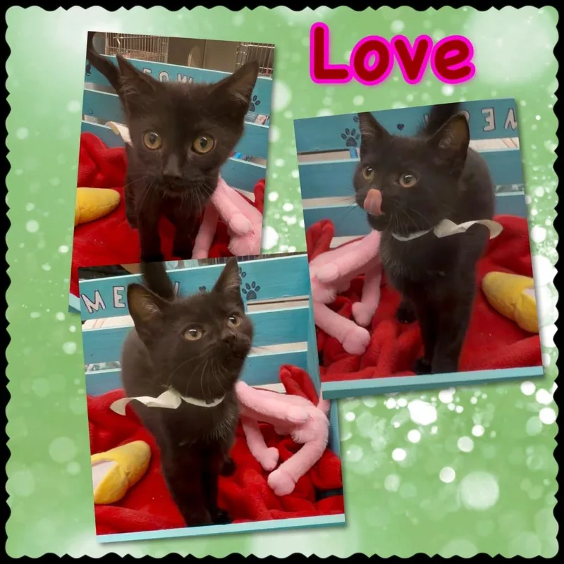 A baby large-sized male Domestic Short Hair cat named Love for adoption in Blountville, TN