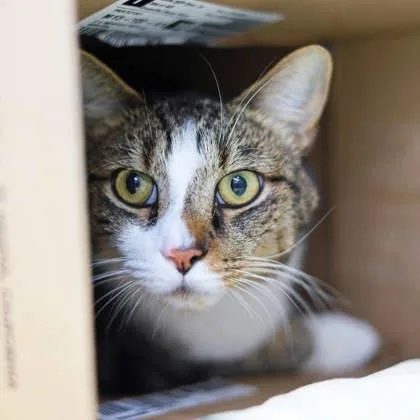 An adult small-sized male White Domestic Short Hair cat named Jasper for adoption in Atlanta, GA