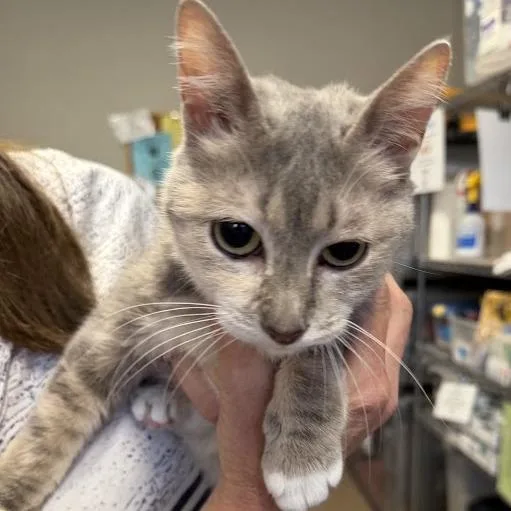 An adult medium-sized female Torbie Domestic Short Hair cat named Bella C for adoption in Minnetonka, MN