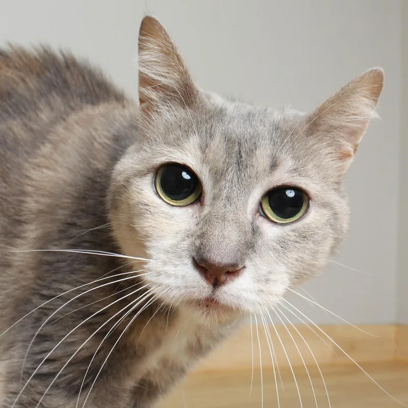 Bella C thumbnail 2
