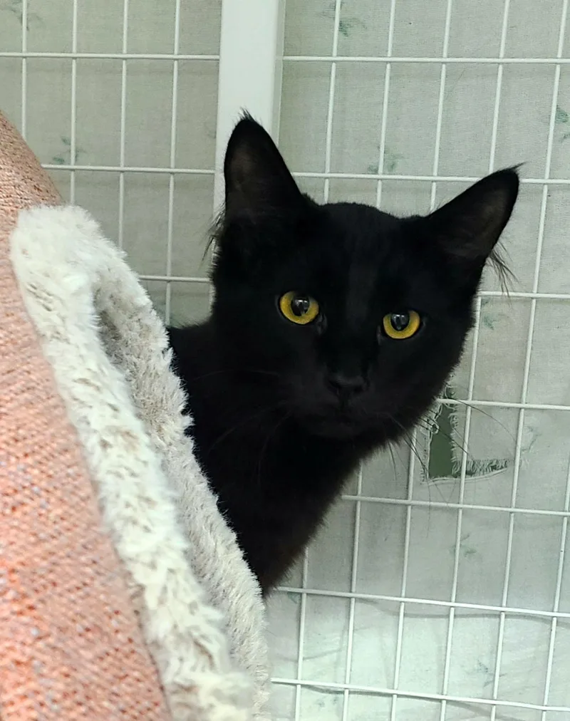 A baby medium-sized male Black Domestic Short Hair cat named Dawson for adoption in Kirkland, WA