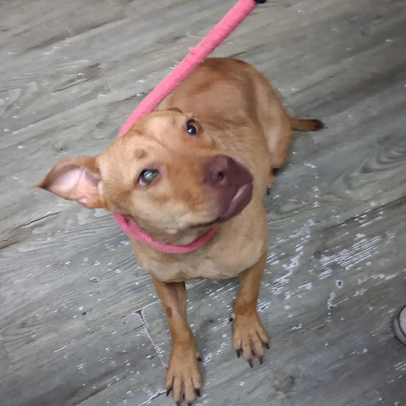 A young medium-sized female Gray / Blue / Silver Mixed Breed dog named Angeleigh for adoption in Summerville, SC