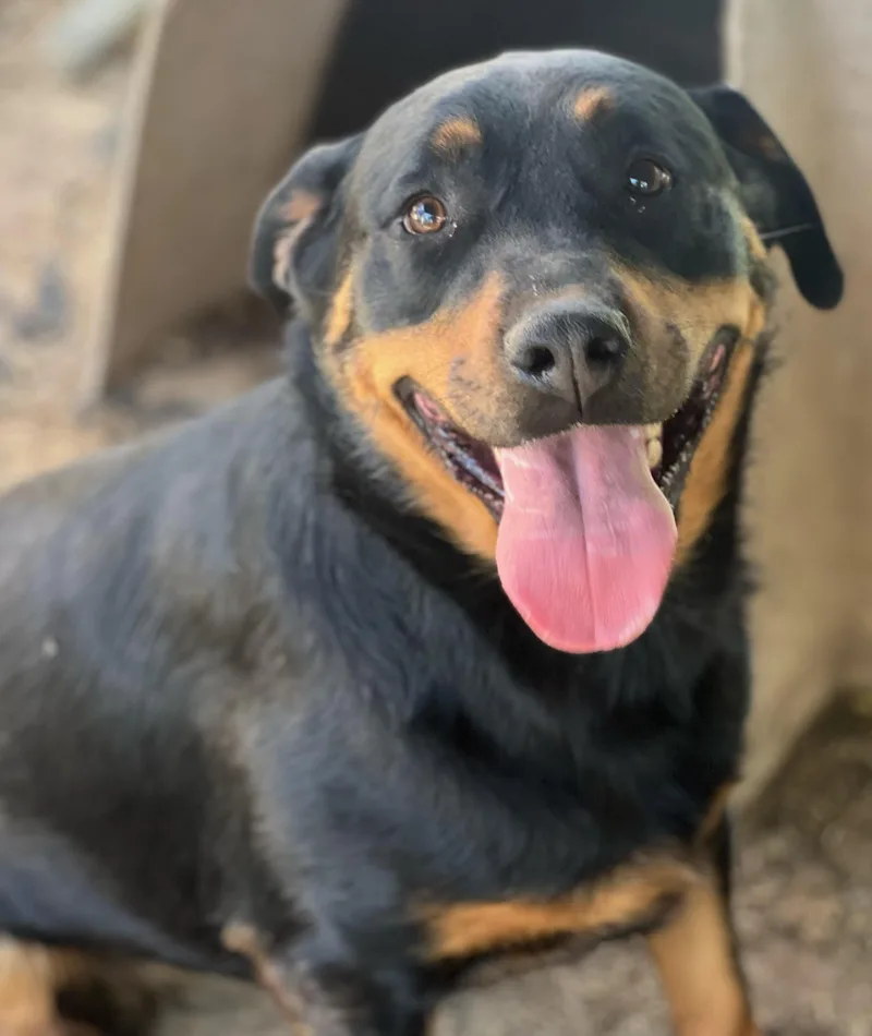An adult large-sized female Rottweiler dog named Phoebe for adoption in Canyon, TX