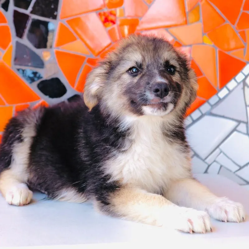 Argentina Pup Córdoba