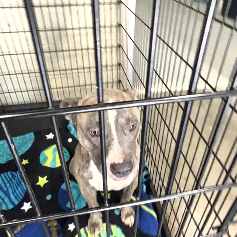 An adult medium-sized male Brindle Mixed Breed dog named Mega for adoption in Columbus, GA