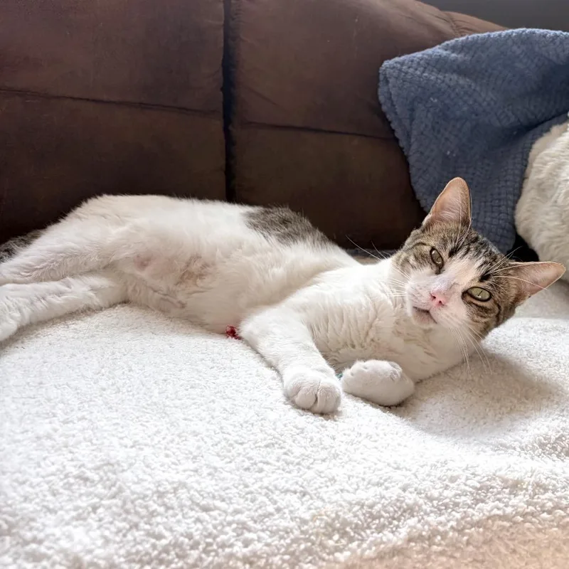 Josephine Felv+ thumbnail 4
