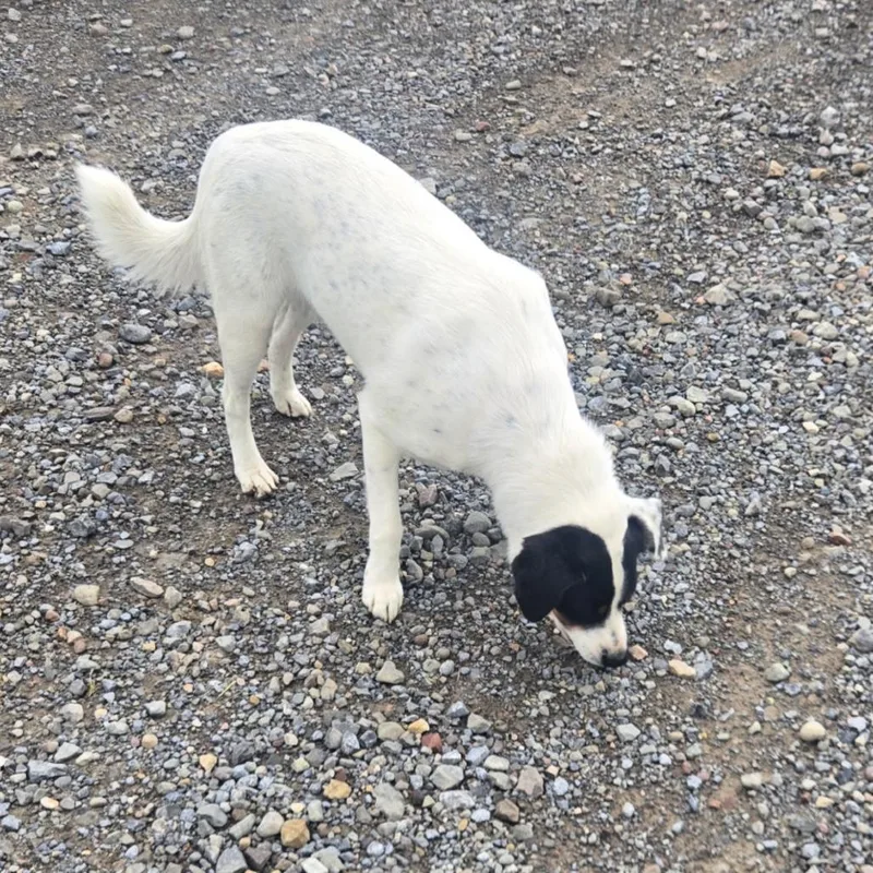 A young medium-sized male White / Cream Mixed Breed dog named Pepper for adoption in Moravia, NY