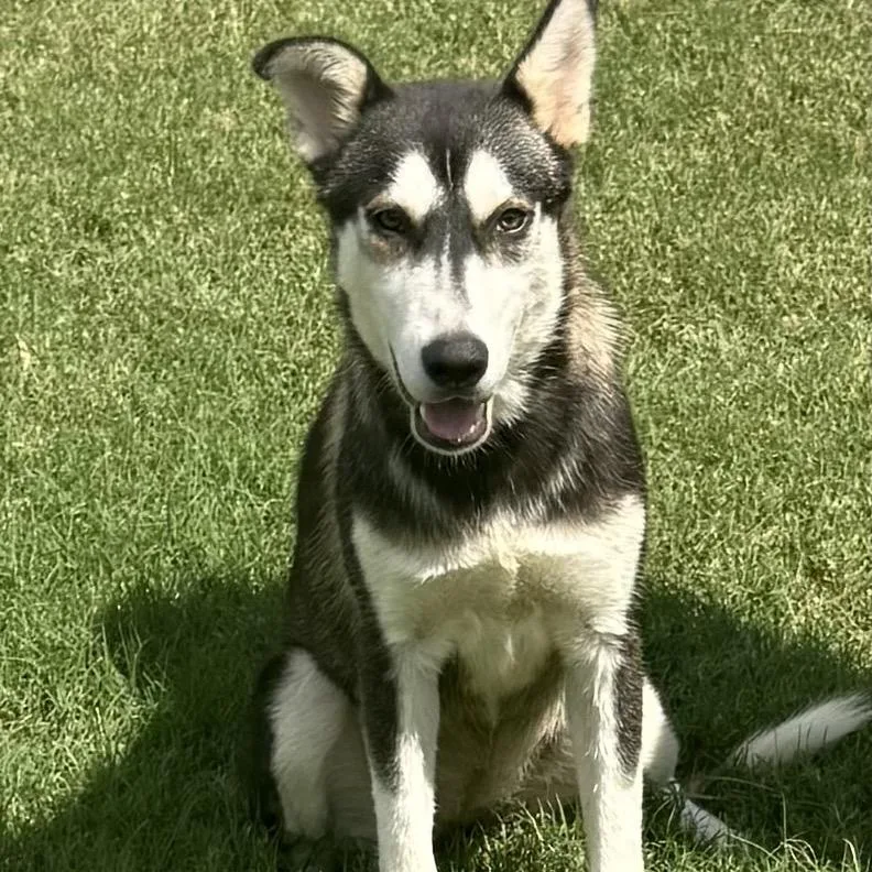 An adult medium-sized male Black Husky dog named Sizzy for adoption in Hagerstown, MD