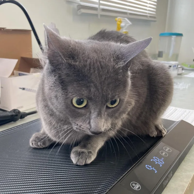 An adult medium-sized female Gray / Blue / Silver Domestic Short Hair cat named Rox for adoption in Baltimore, MD