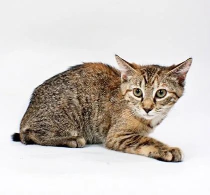 A baby small-sized female Domestic Short Hair cat named Poppy for adoption in Morton Grove, IL