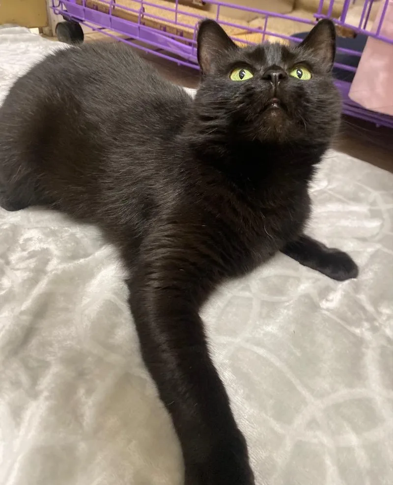An adult medium-sized female Domestic Short Hair cat named Munch for adoption in Fall River, MA
