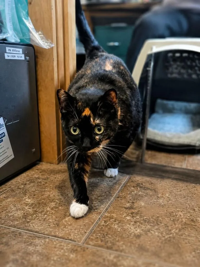 An adult medium-sized female Domestic Short Hair cat named Cleo for adoption in Ashland, WI