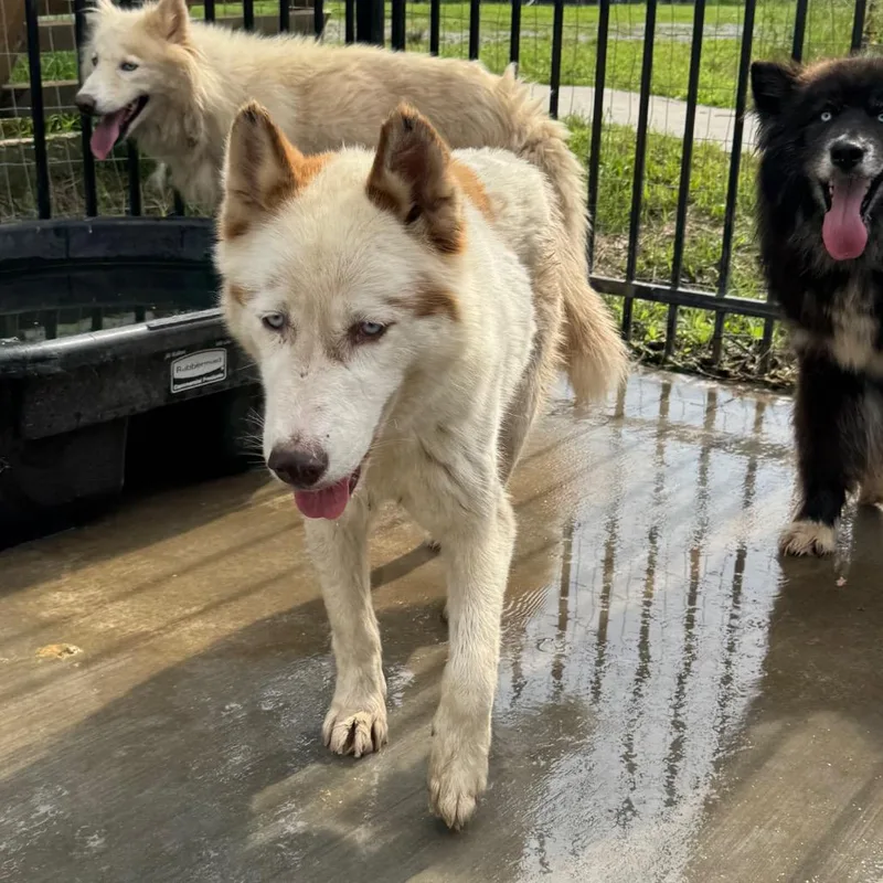 Polkadot thumbnail 2