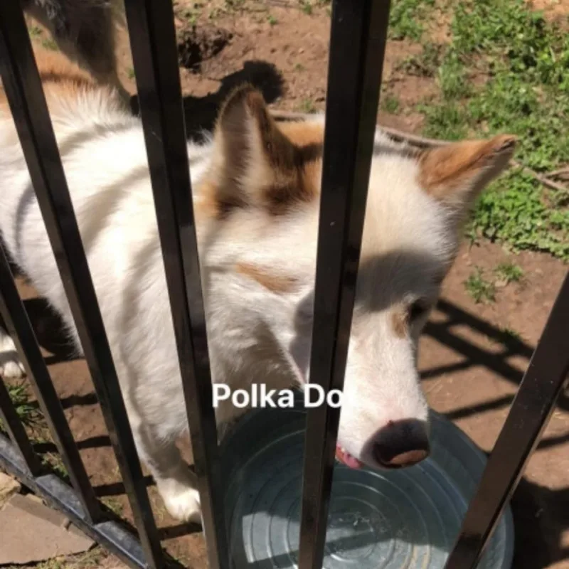 Polkadot thumbnail 3