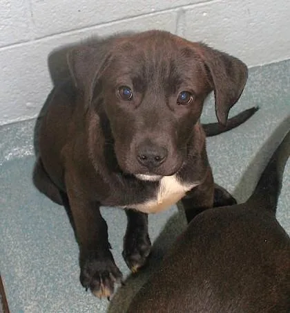 A young medium-sized male Labrador Retriever dog named Cannoli for adoption in Taylorsville, NC