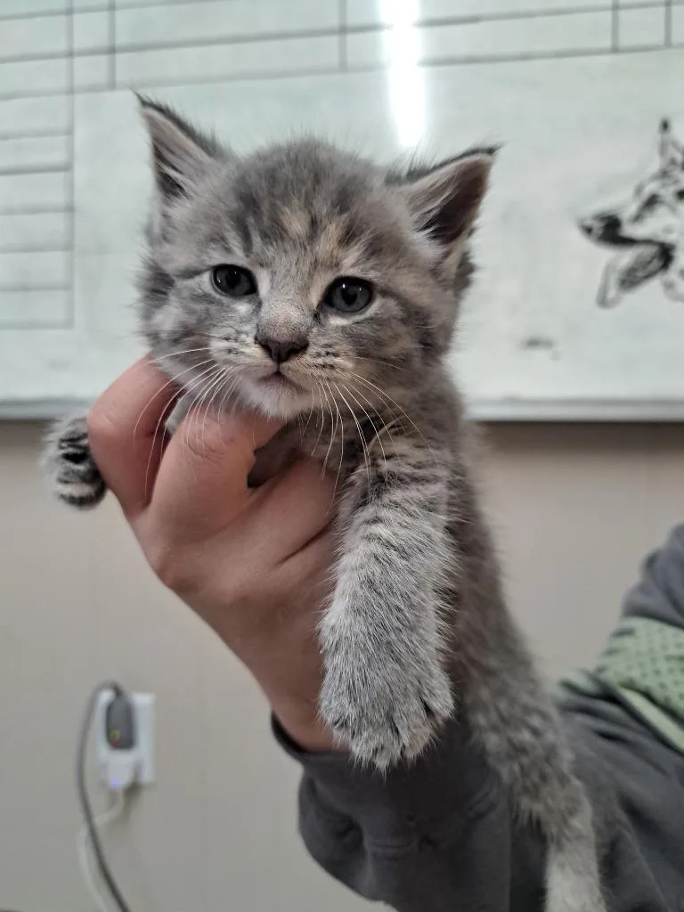 A baby medium-sized female Domestic Short Hair cat named Brandy for adoption in Fayetteville, TN