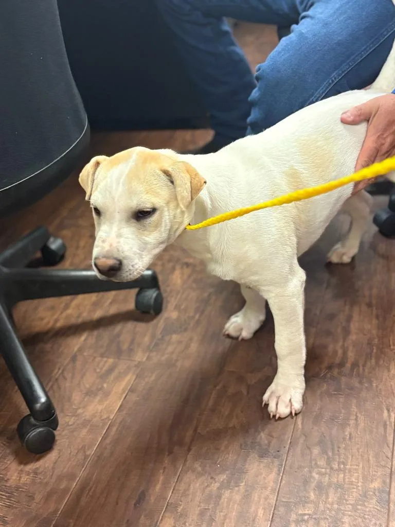 A baby medium-sized male Pit Bull Terrier dog named Dog Kennel   for adoption in Greenville, TX