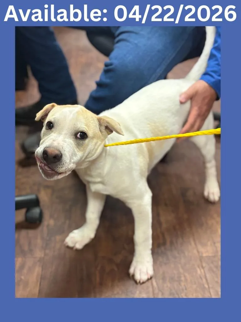 Dog Kennel   thumbnail 2