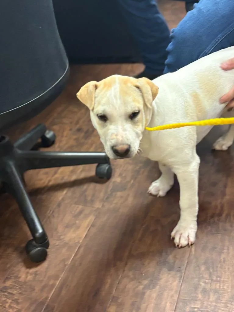 Dog Kennel   thumbnail 3