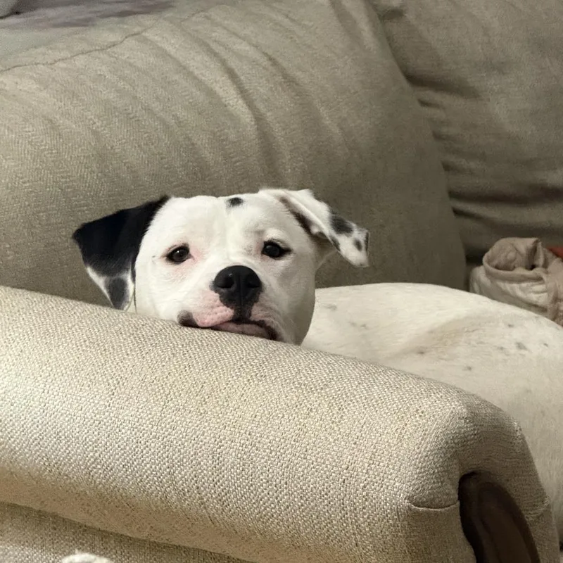 A young large-sized female White / Cream Pit Bull Terrier dog named Paste for adoption in Baltimore, MD