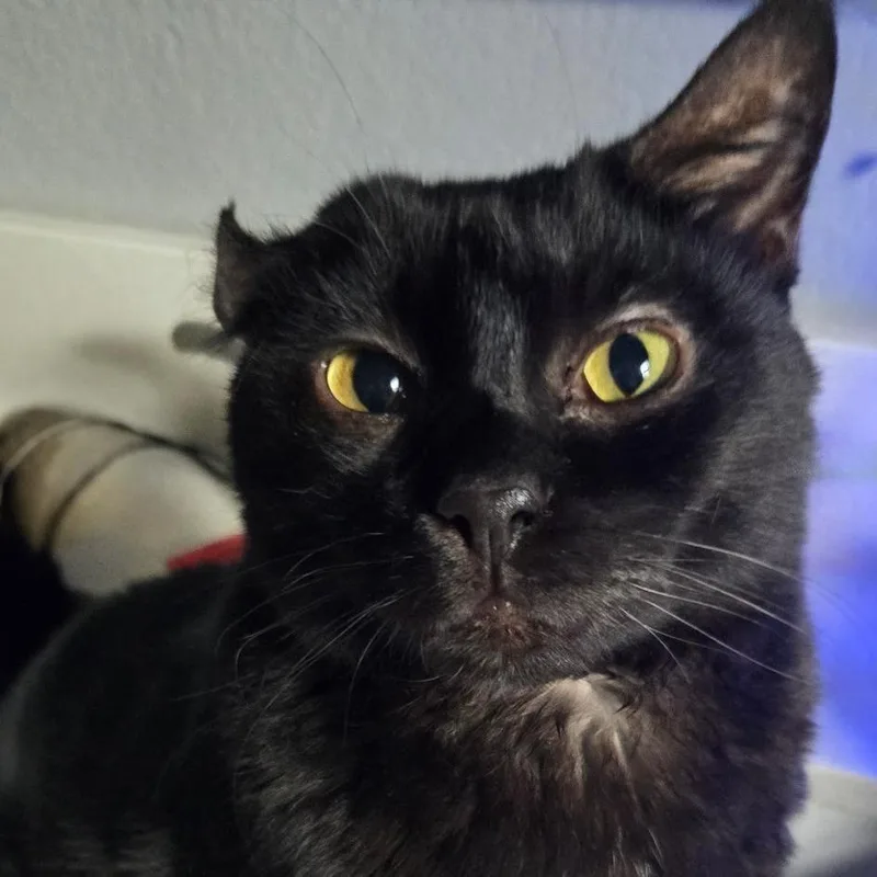 An adult large-sized male Domestic Short Hair cat named Mister for adoption in Austin, TX