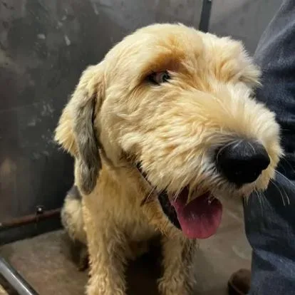An adult large-sized male Gray / Blue / Silver Sheep Dog dog named Boomer for adoption in Bessemer, AL