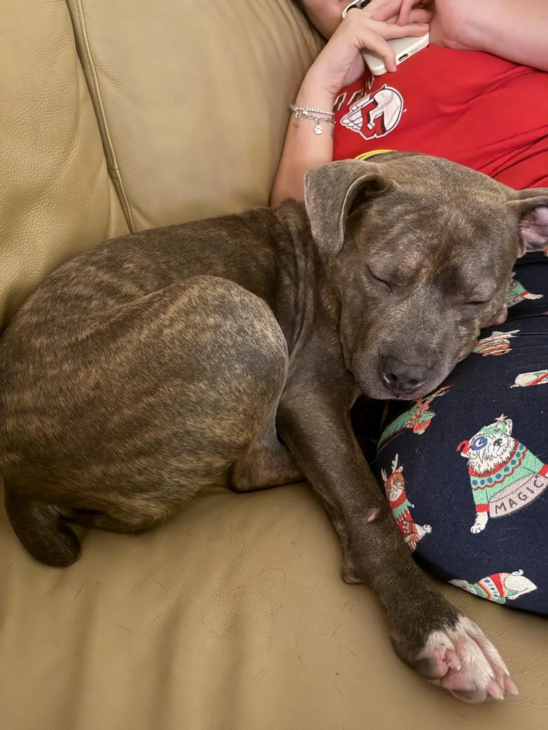 An adult large-sized female Brindle Mixed Breed dog named Brownie for adoption in Vassalboro, ME