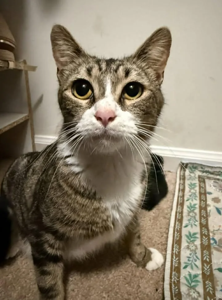 An adult medium-sized female Tabby (Brown / Chocolate) Domestic Short Hair cat named Blanche for adoption in Greenville, NC