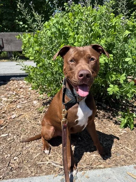 An adult medium-sized male Brown / Chocolate Pit Bull Terrier dog named Hershey for adoption in Alpharetta, GA