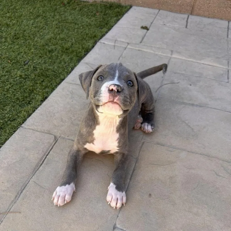 A baby small-sized male Pit Bull Terrier dog named Hippo for adoption in Riverside, CA