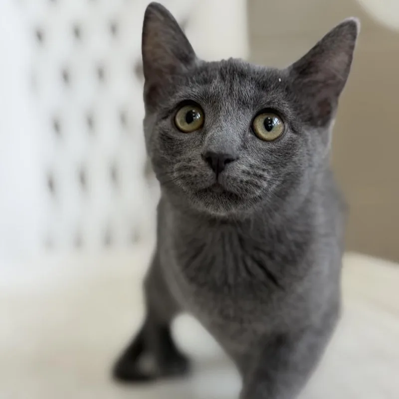 A baby small-sized female Gray / Blue / Silver Domestic Short Hair cat named Pool Noodle for adoption in Gloucester, VA