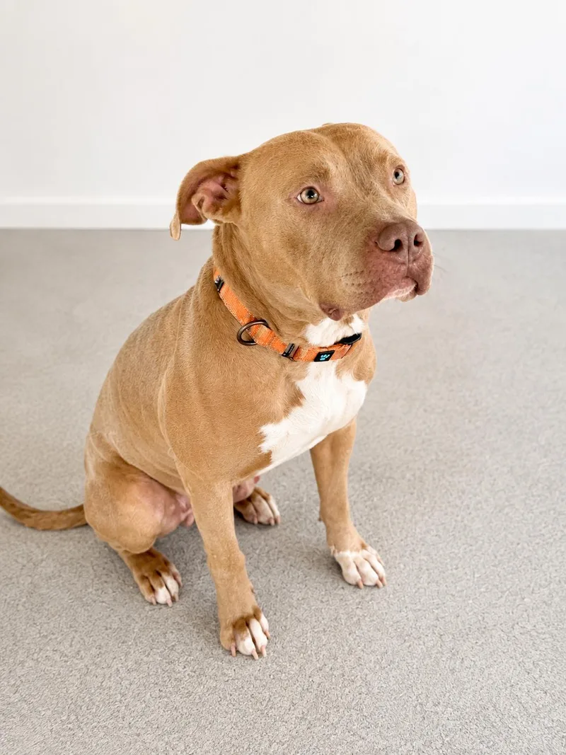 An adult large-sized female Mixed Breed dog named Hazel for adoption in thomson, GA