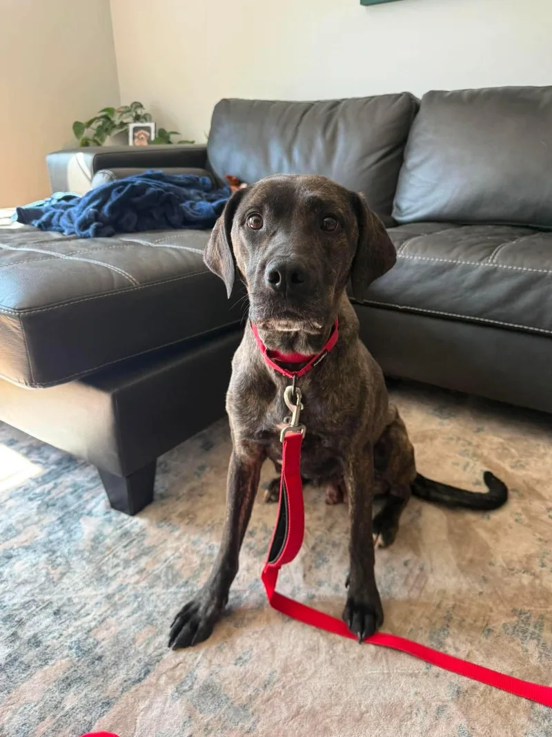 A young medium-sized female Mixed Breed dog named Dr. Temperance Brennan for adoption in Duluth, MN