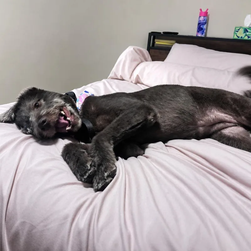An adult large-sized female Brown / Chocolate Chocolate Labrador Retriever dog named Peyton for adoption in Pittsburg, KS
