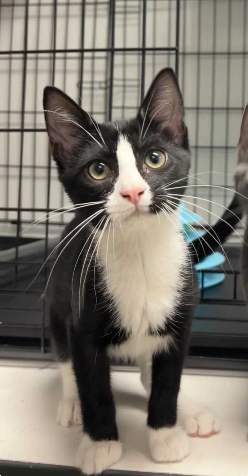 A baby medium-sized male Black & White / Tuxedo Domestic Short Hair cat named Football for adoption in Montville, NJ