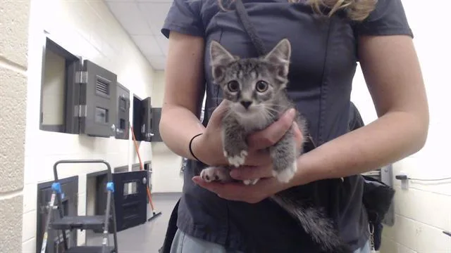 A baby small-sized female Domestic Short Hair cat named Biscuit for adoption in Denver, CO