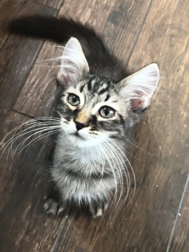 A baby small-sized male Tabby (Brown / Chocolate) Tabby cat named Tito for adoption in Gilbert, AZ