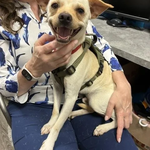 A young small-sized male Yellow / Tan / Blond / Fawn Chihuahua dog named Edgar for adoption in Stanhope, NJ