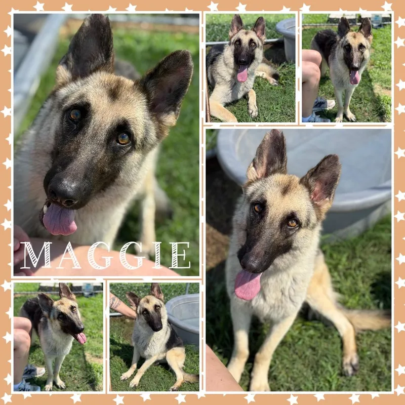 Maggie thumbnail 2