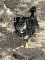 A senior small-sized female Black Papillon dog named Daisy for adoption in Madras, OR