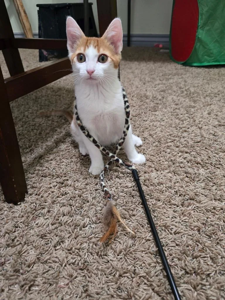 A baby small-sized male Domestic Short Hair cat named Scooby for adoption in Ogden, UT