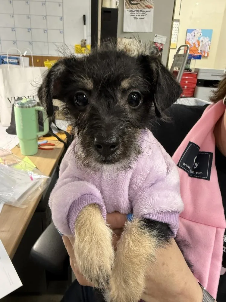 A baby small-sized female Tricolor (Brown, Black, & White) Terrier dog named Pippa for adoption in Mundelein, IL