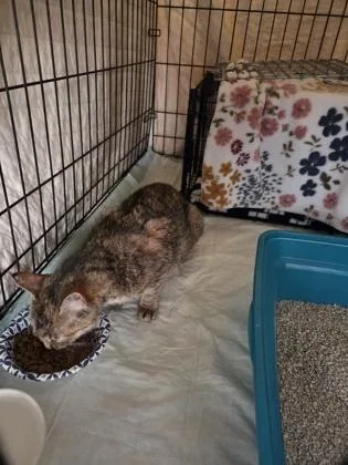 An adult medium-sized female Domestic Short Hair cat named Agatha for adoption in Berwick, PA