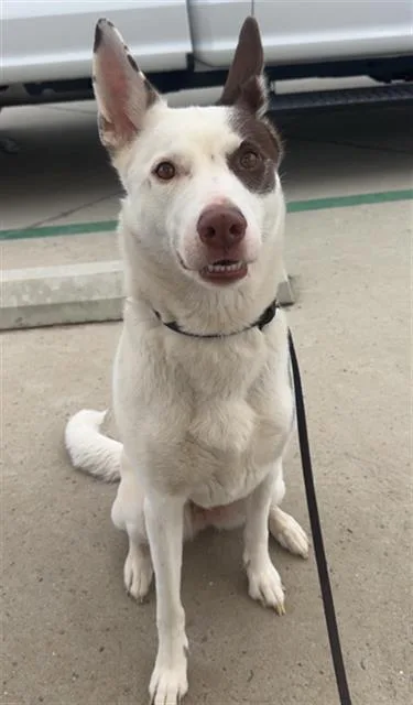 A young large-sized female Border Collie dog named Rhapsody for adoption in Tustin, CA