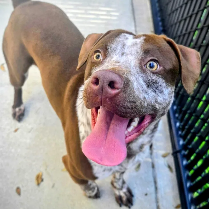 A young large-sized male Brown / Chocolate Pit Bull Terrier dog named Brazil for adoption in Beaumont, TX