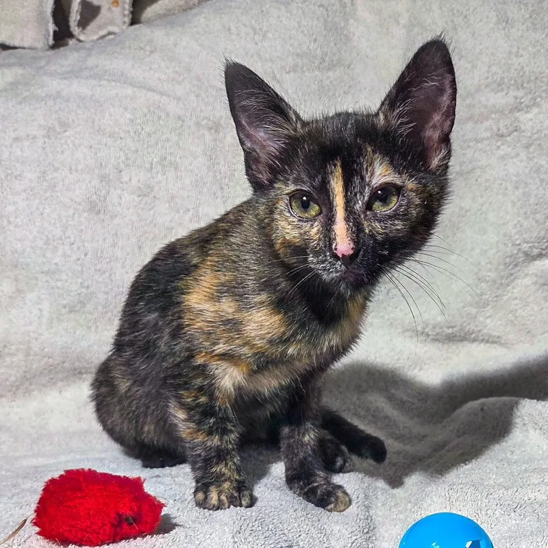A baby small-sized female Black Domestic Short Hair cat named Pudding for adoption in San Diego, CA