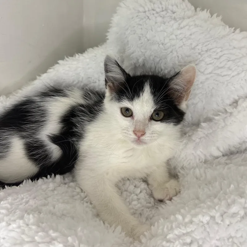 A baby small-sized female White Domestic Short Hair cat named Isla for adoption in Lexington, KY